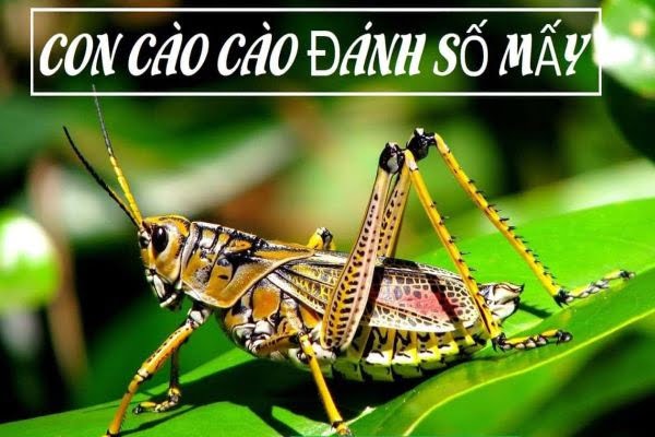 Châu chấu là số mấy? Châu chấu bay vào nhà có ý nghĩa gì?